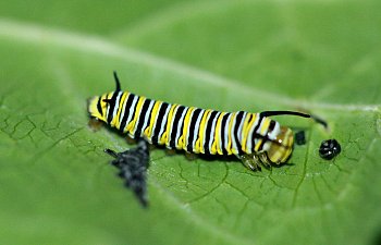 Raising A Monarch Caterpillar - 4th Instar