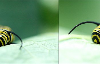 Raising A Monarch Caterpillar - 5th Instar