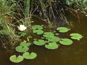 1 pond july 2018.JPG