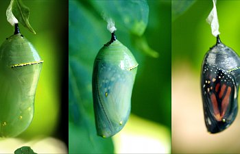 Raising A Monarch Caterpillar - Eclosing