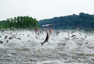 Asian-Carp-1cbe01u.jpg