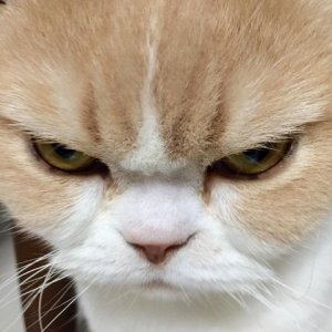 Angry-cat-5.jpg