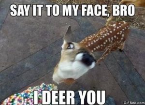 e5e7ac2513ec1071e5b14c448fb77c36--funny-deer-so-funny.jpg