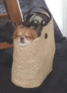 doggo in bag.jpg