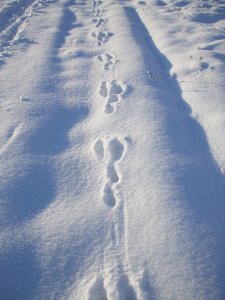 CF Rabbit tracks in snow.jpg