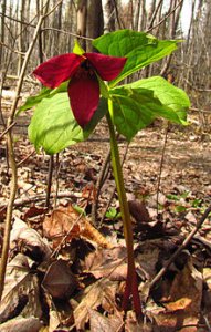 Flower Red_Trillium_erectum.jpg