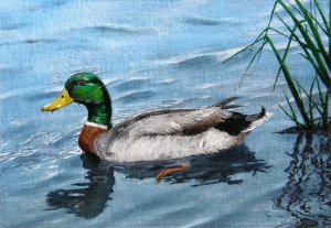 duck stamp mallard.jpg