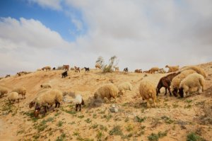 Israeli-Sheep.jpg