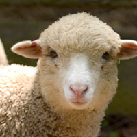 Christian sheep photo.jpg