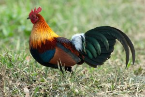 red_junglefowl-5968fedd5f9b582c356ab7fb.jpg