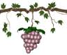 Tiny Grapes on Vine.jpg