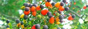 Sam-Van-Aken-Tree-of-40-Fruit-889x298.jpg