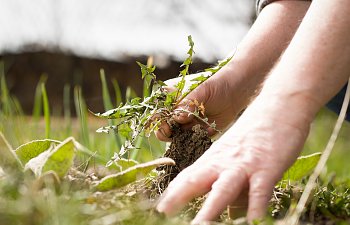 What Jesus Teaches About Weeds