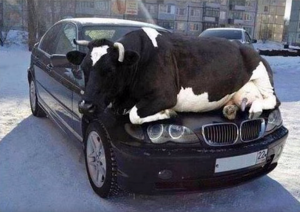 cow on hood, north dakota.png