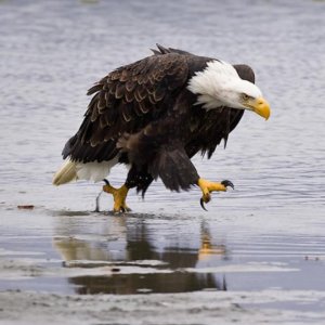 eagle.jpg