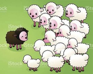 sheep black.jpg