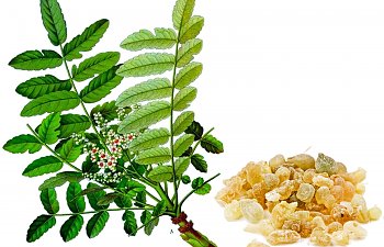 Boswellia & Frankincense