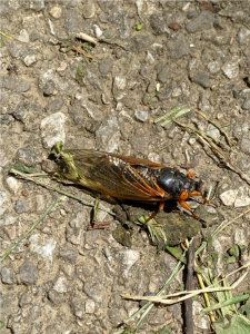 cicada3.png