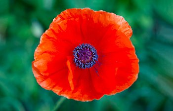 11/11/2021 - We Will Remember Them -armistice Day