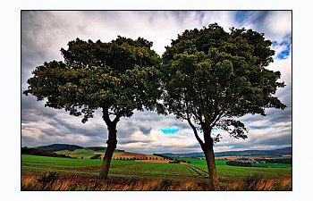 Two Trees, Two Monks