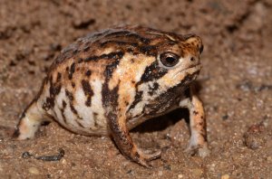 Breviceps_rosei_ssp._rosei.jpg