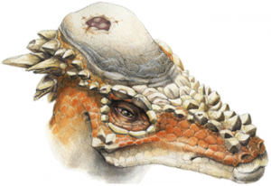 adult pachycephalosaurus wyomingensis.png