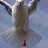 theseagullwithoneleg