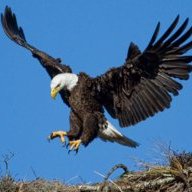 Wings like Eagles