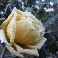 Winter_Rose