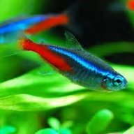 NeonTetra