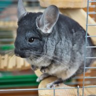 Chinchilla