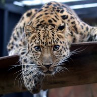 Llleopard