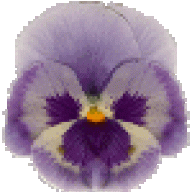 clover