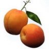 apricot