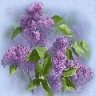 ladylilac