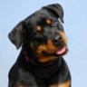 Rottiedog