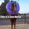 Sea Horse