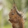 Wet Squirrel