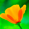 socal poppy