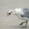 beachchicken
