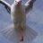 theseagullwithoneleg
