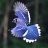 BlueJay83