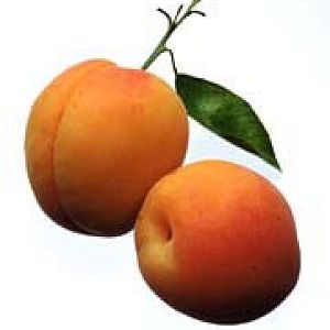 apricot