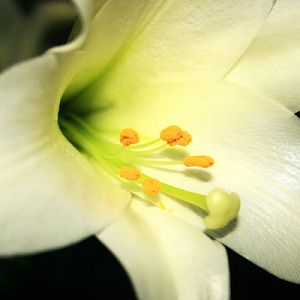 Easter Lily