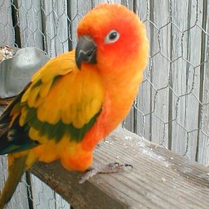 My Sun Conure Woody, he's 6 years old now (they live to be like, 20). He may be pretty, but he can be extremely loud and obnoxious and sometimes have a major attitude problem. If you think that beak looks like it could deliver a painful bite, your right.