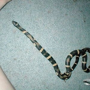 My snake Slinkey. She's either a kingsnake hybrid of some type, or an aberrant California kingsnake, which is nothing more than a deviation from the normal pattern Cali Kings normally have. I've had her for about 3 years.