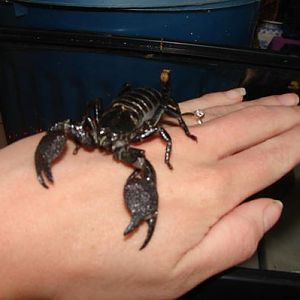 My Emperor Scorpion. They are one of the more docile and less potent species of scorpion. She is fully capable of stinging me, but if she did, the venom wouldn't cause much more than a minor irritation assuming I'm not allergic to it.