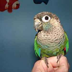 Squeaky, my Pearly Conure. I bought him from a breeder when he was 6 weeks old and weaned him myself. Pearlies are semi rare in captivity because they are difficult to breed.