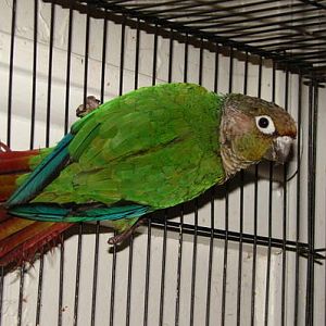 Josie, my Green Cheek Conure. Got her from an old woman who was on the verge of being a hoarder for only $50. She is permanently disabeled.