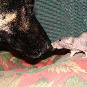 Mr. Rat and my German Shepherd Rosie saying hi.